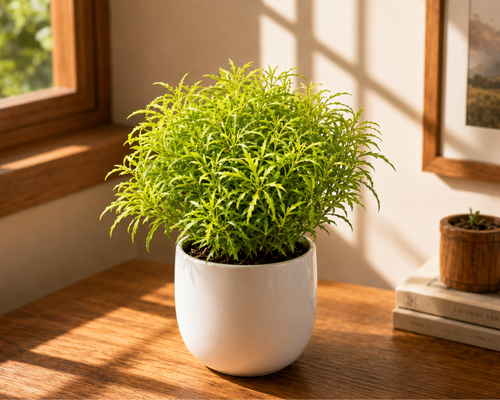 SBL - ARALIA GOLD